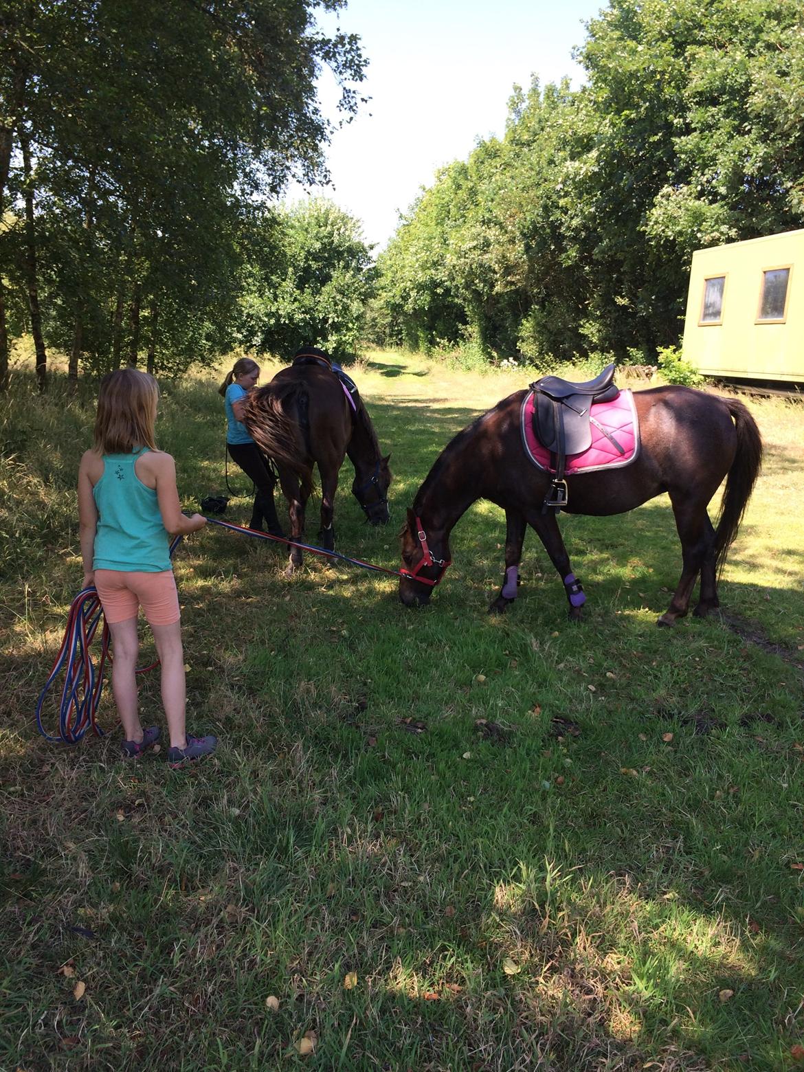 New Forest Bella - "Jeg spiser græs på engen" billede 19