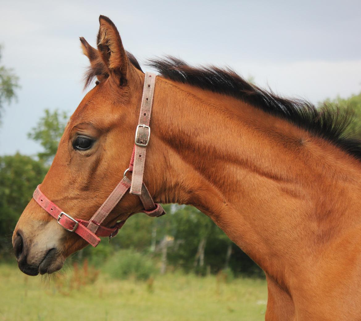 Dansk Varmblod Zo Flow Engel - // Juni 2014 billede 2