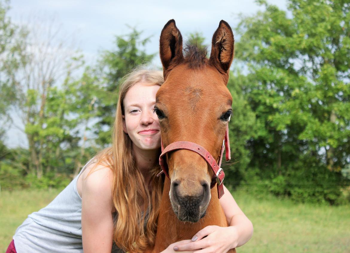 Dansk Varmblod Zo Flow Engel - Flowie & Line Kirstine Nielsen // Juni 2014 billede 6