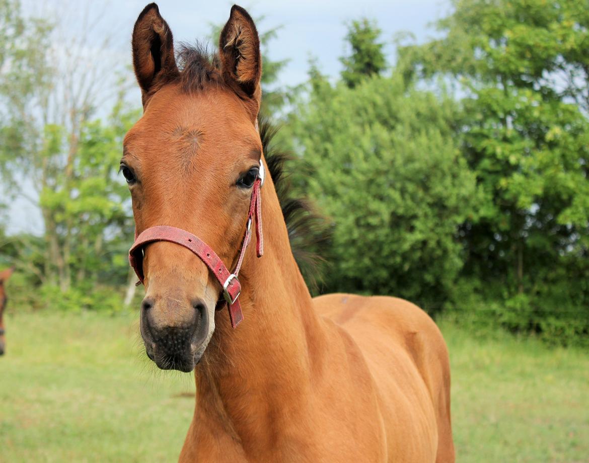 Dansk Varmblod Zo Flow Engel - // Juni 2014 billede 8