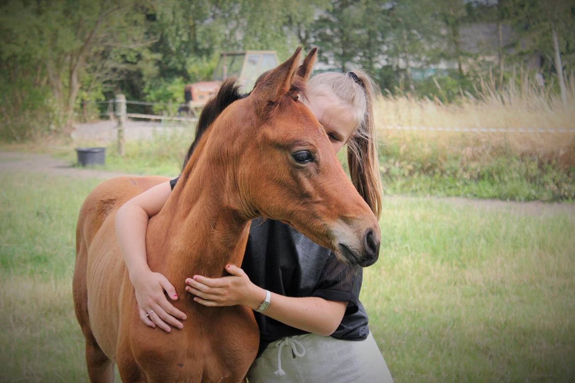 Dansk Varmblod Zo Flow Engel - Flowie & Sarah // Juni 2014 billede 4