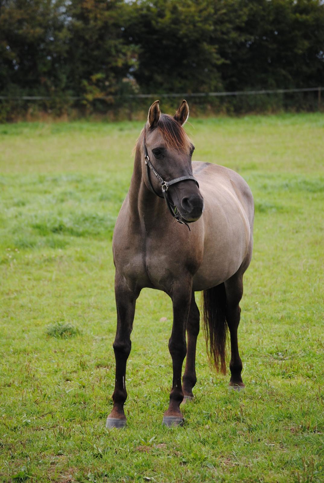 Anden særlig race Lorell billede 5