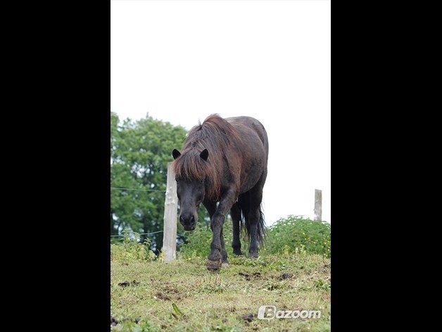 Islænder Ýfir fra Katulabo - Taget af isabella :) billede 4