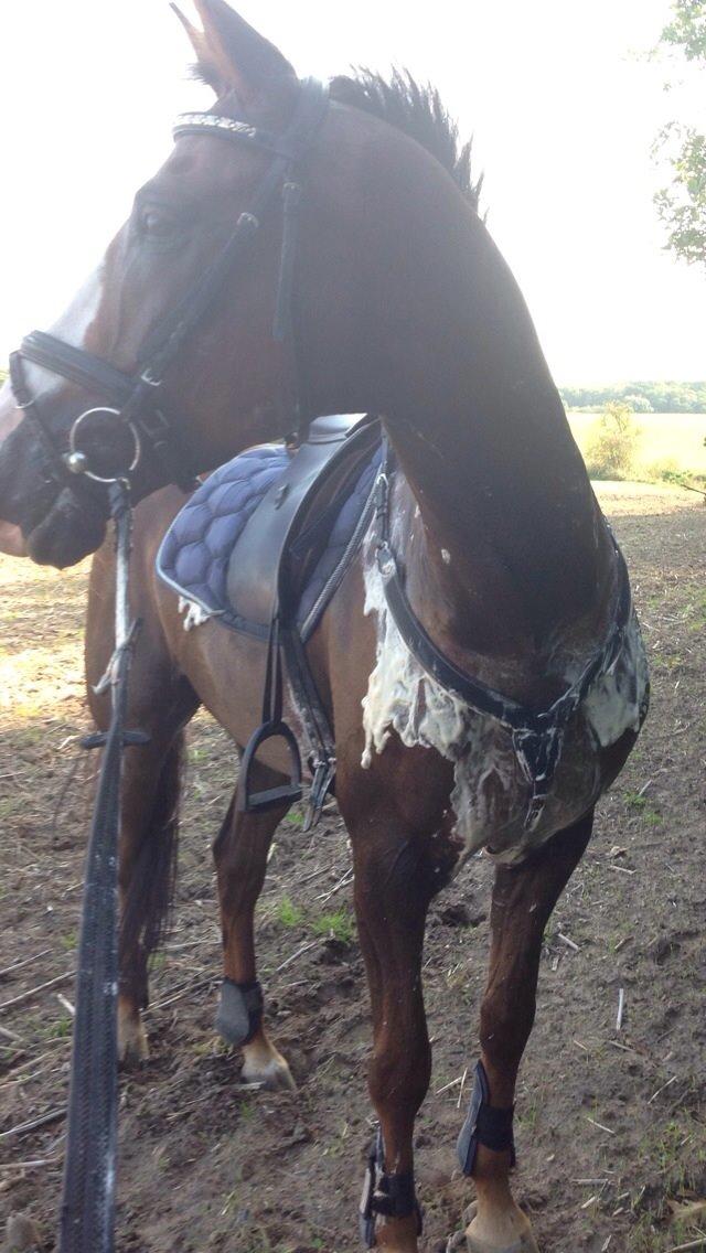 Anden særlig race Bacardi billede 7