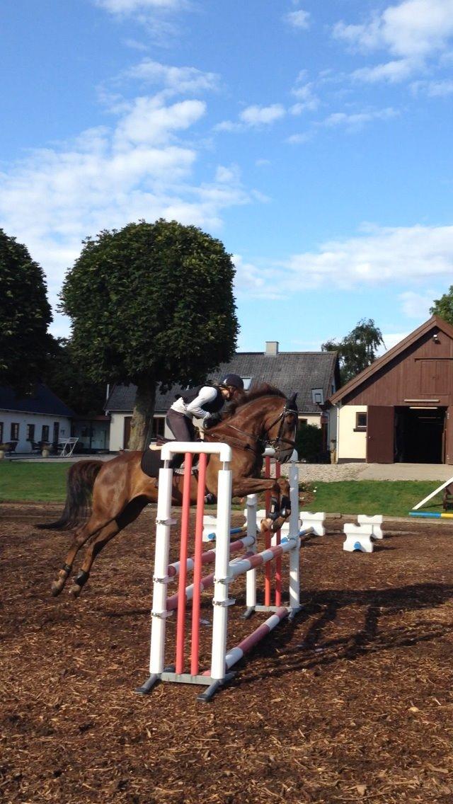 Anden særlig race Bacardi billede 8