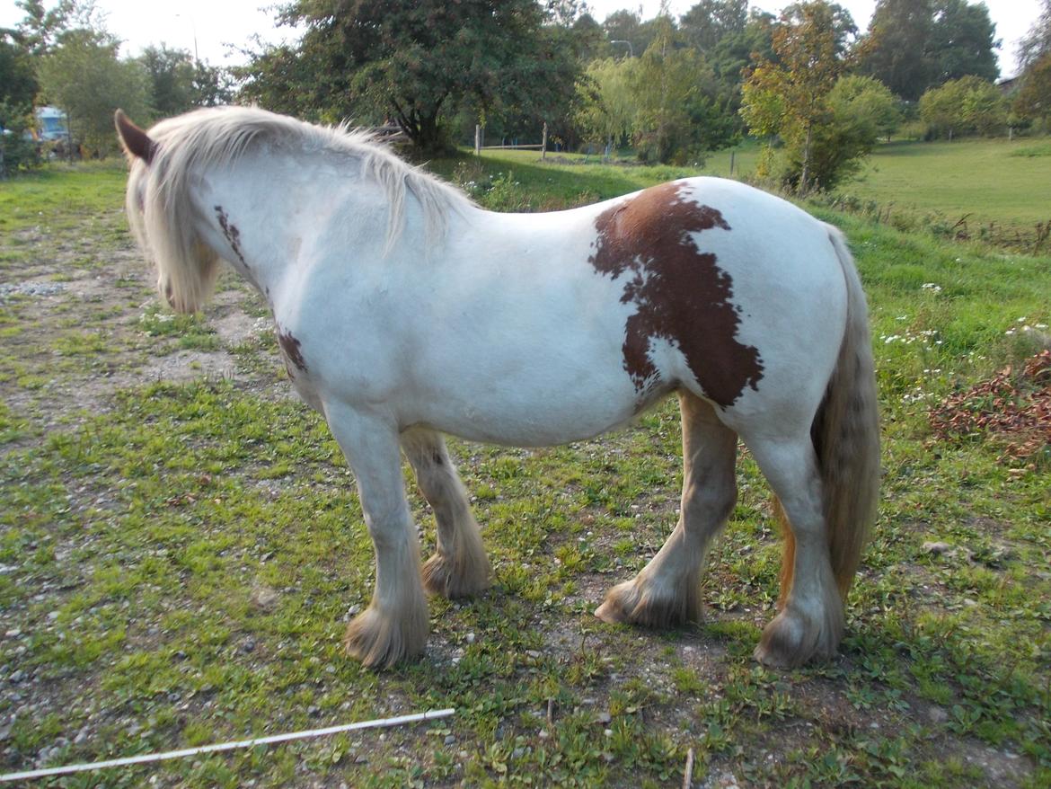 Irish Cob ITS Hazel - 5/9 2014 billede 3