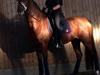 DSP Zatarra SPH197 *B-PONY*