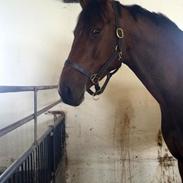 Trakehner Heart-core Tt