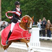 Tysk Sportspony Der Harlekin B A-pony