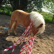 Haflinger Albert Hestvang