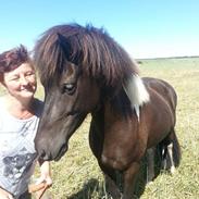 Islænder Freja fra Nørengen