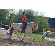 Fjordhest Max af bakkely