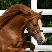 Welsh Mountain (sec A) Bakkely Miley