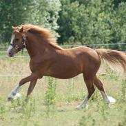 Welsh Mountain (sec A) Bakkely Miley