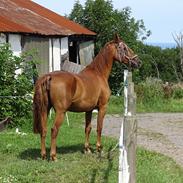 Anden særlig race Nikita