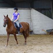 Anden særlig race Nikita