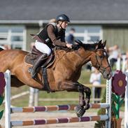 Hollandsk Varmblod Zinniz D MY Soulmate<3