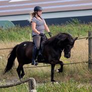 Islænder Dana frá Litlu-Sandvík
