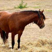 Welsh Pony af Cob-type (sec C) Chopins Toulouse