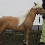 Miniature Golden Palomino Tabasco