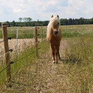 Miniature Golden Palomino Tabasco