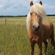 Miniature Golden Palomino Tabasco