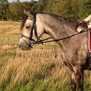 Welsh Pony (sec B) Kirkelodgaard's Milan