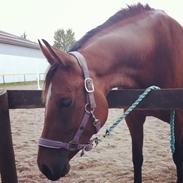 Anden særlig race Golden Star