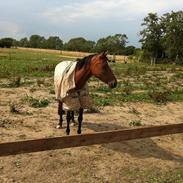 Anden særlig race Golden Star