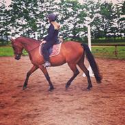 Anden særlig race Golden Star