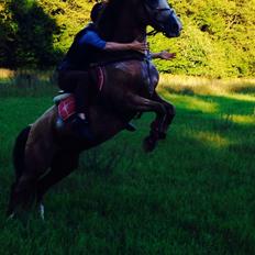 Anden særlig race Yellow