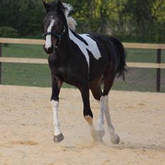 Pinto Rubins Dimarni