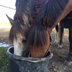 New Forest Saxos Sir kick a' lot
