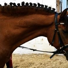 New Forest Saxos Sir kick a' lot