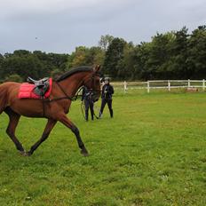 Dansk Varmblod Largo