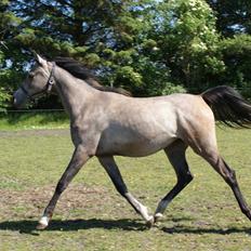 Arabisk fuldblod (OX) Aliyah Bint De Marc AL