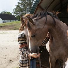 Arabisk fuldblod (OX) Aliyah Bint De Marc AL