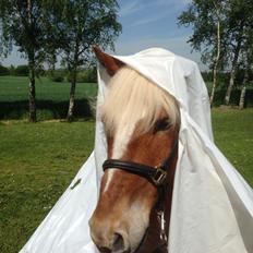 Haflinger Albert Hestvang