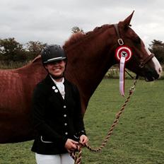 Anden særlig race Milando