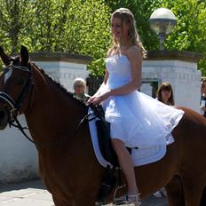 Tysk Sportspony Kavsgaards Geisha