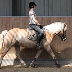 Haflinger Bailey (ejes af HDR)