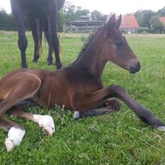 Anden særlig race Magique-Miracle