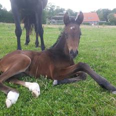 Anden særlig race Magique-Miracle