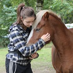 Islænder Elja af skovbogaard (Himmelhest)
