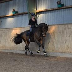 Dansk Varmblod Humlegårds Miss Sauterne
