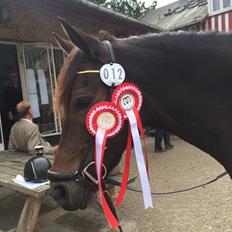 New Forest Dalgaardens Figaro