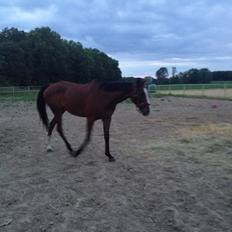 Fuldblod (XX) Little Prince solgt