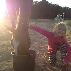 Fuldblod (XX) Little Prince solgt