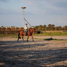 Dansk Varmblod Kashmir af Karlsminde (min mors)