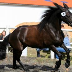 Frieser Zita Fan De Deen